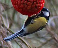 Great Tit2